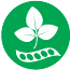 Soja Soja